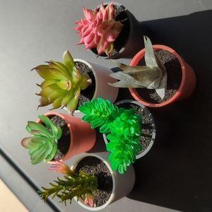Set of Succulents (artificial)